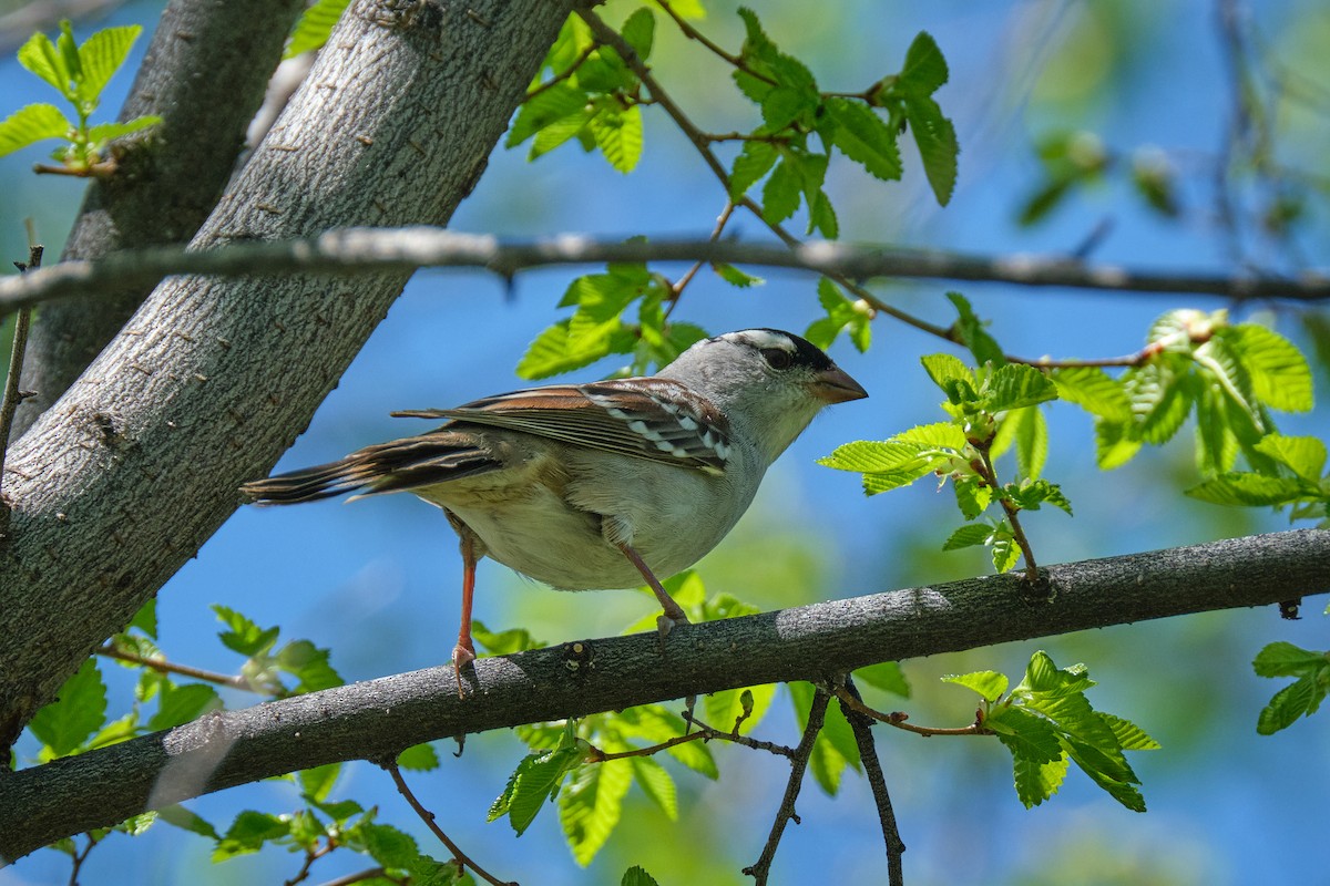 White-crowned Sparrow - ML619196735