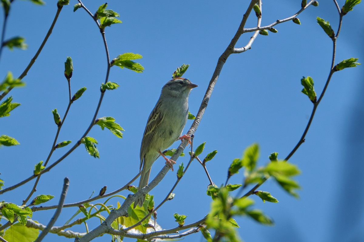 Chipping Sparrow - ML619196738