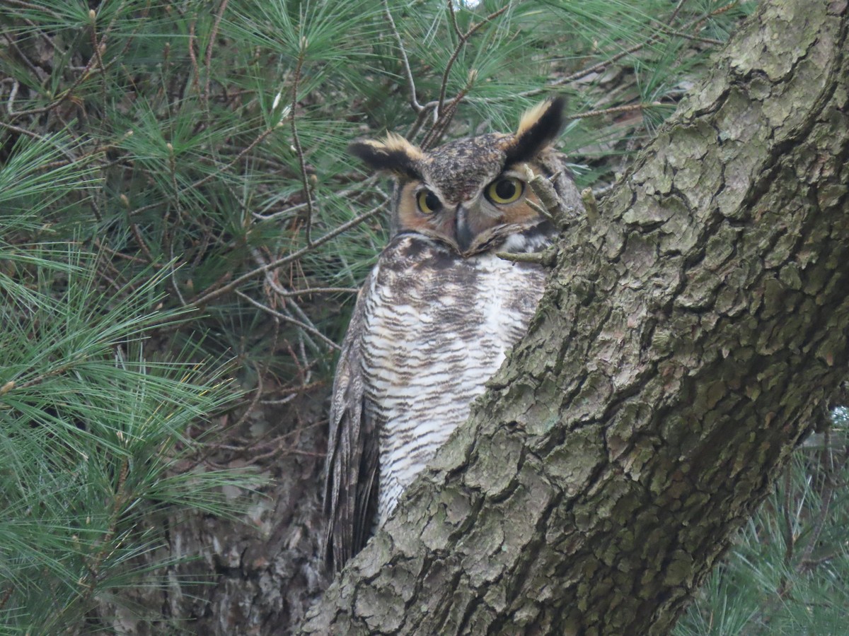 Great Horned Owl - ML619196785