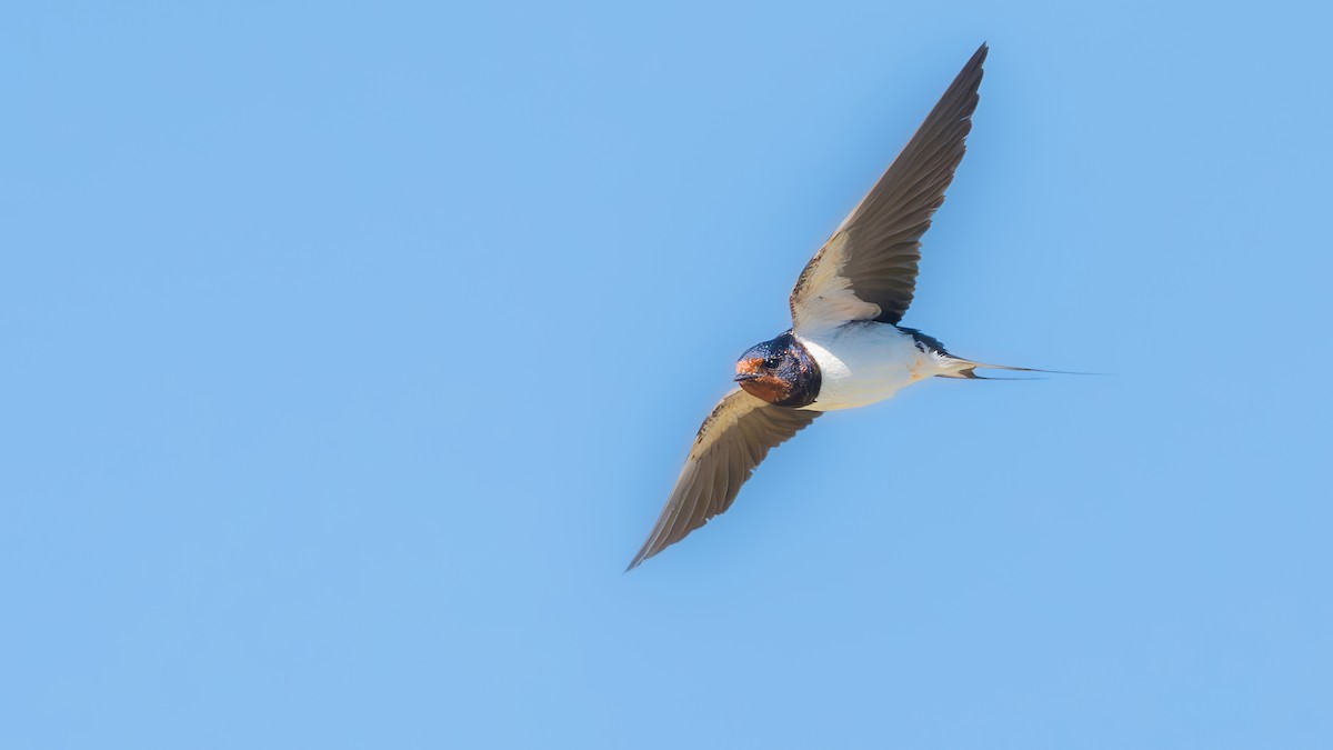 Barn Swallow (White-bellied) - ML619196809