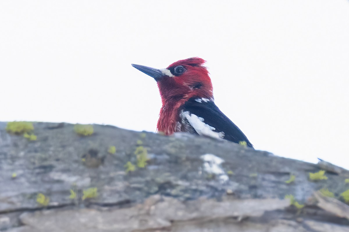 Red-breasted Sapsucker - ML619196816