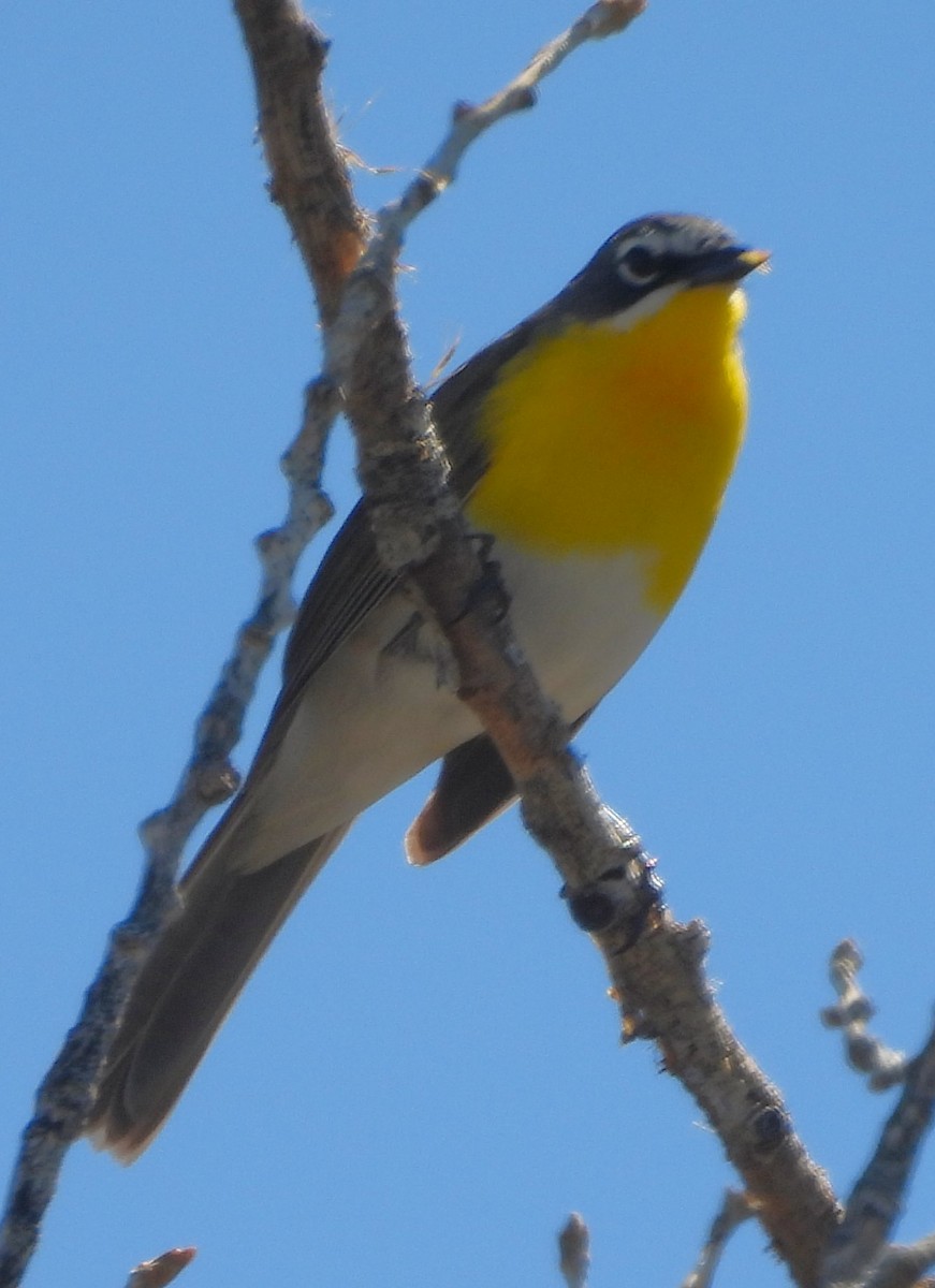 Yellow-breasted Chat - ML619196926