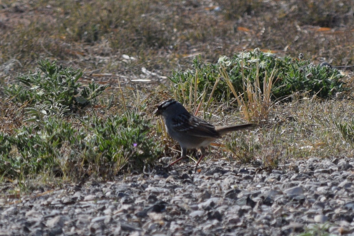 White-crowned Sparrow - ML619196929