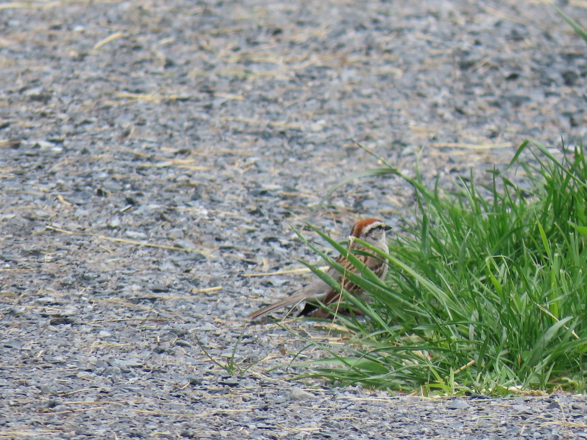 Chipping Sparrow - ML619196982
