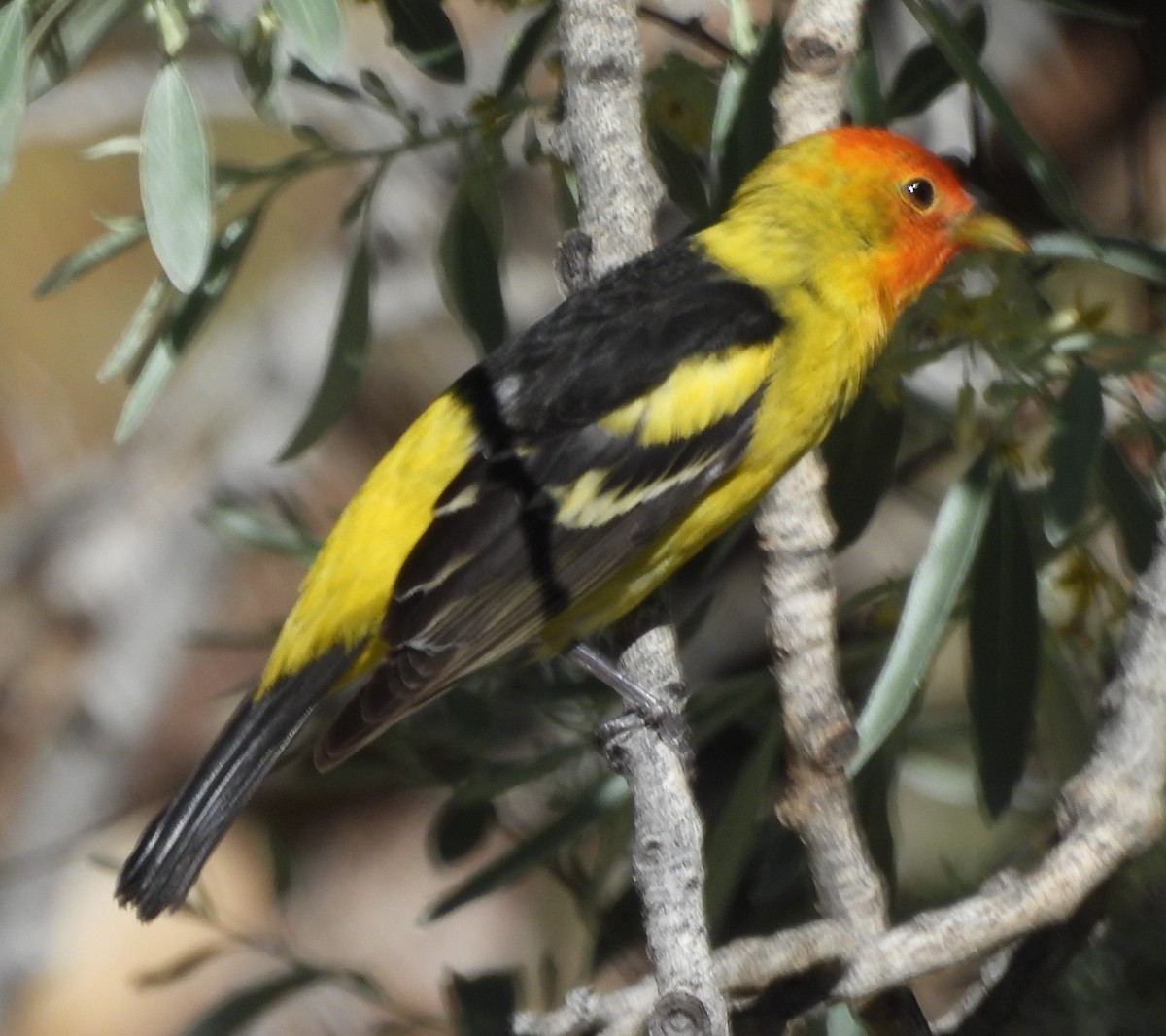 Western Tanager - ML619196993