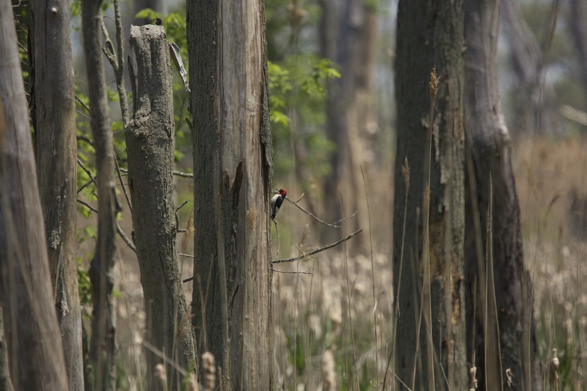 Red-headed Woodpecker - ML619197088