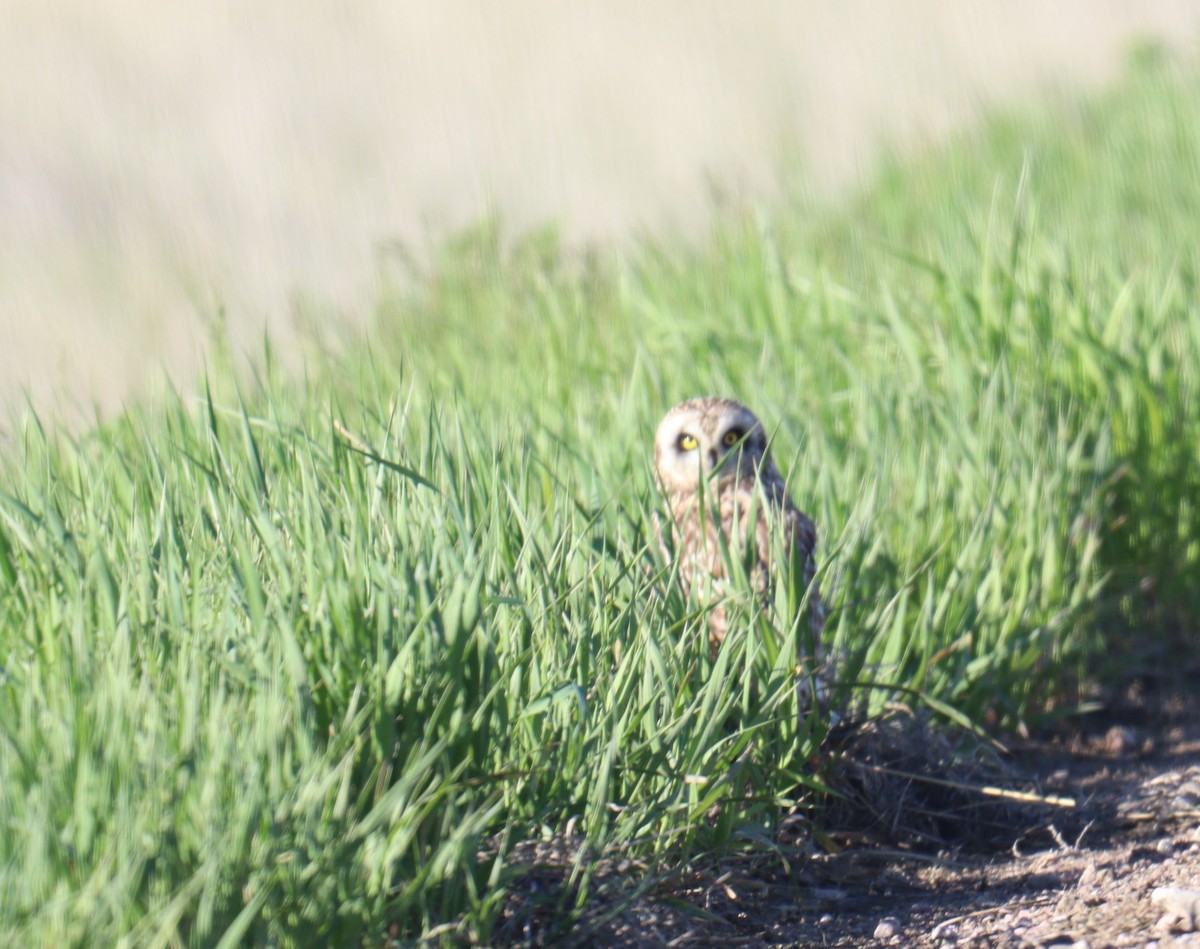 Short-eared Owl - ML619197194