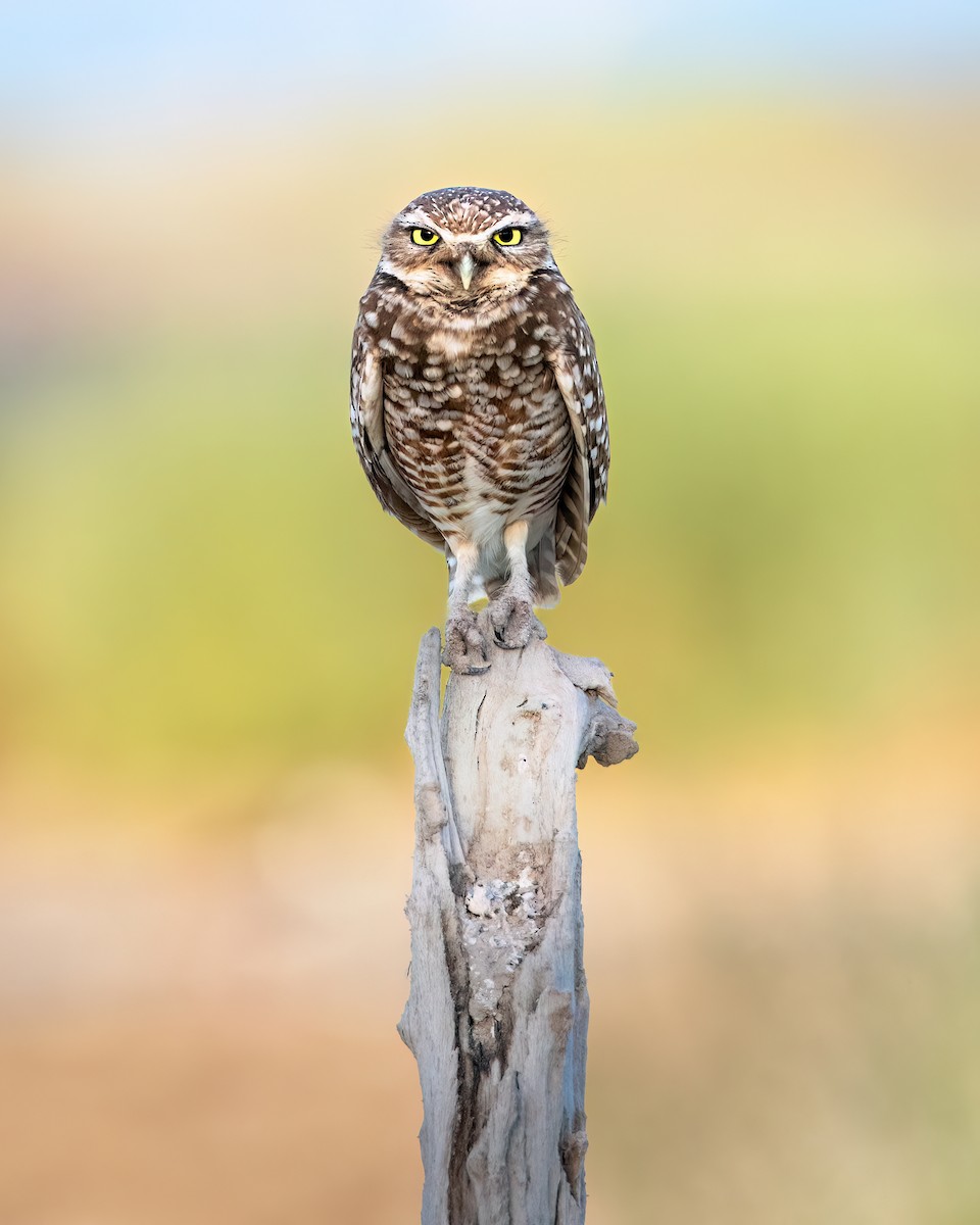 Burrowing Owl - ML619197285