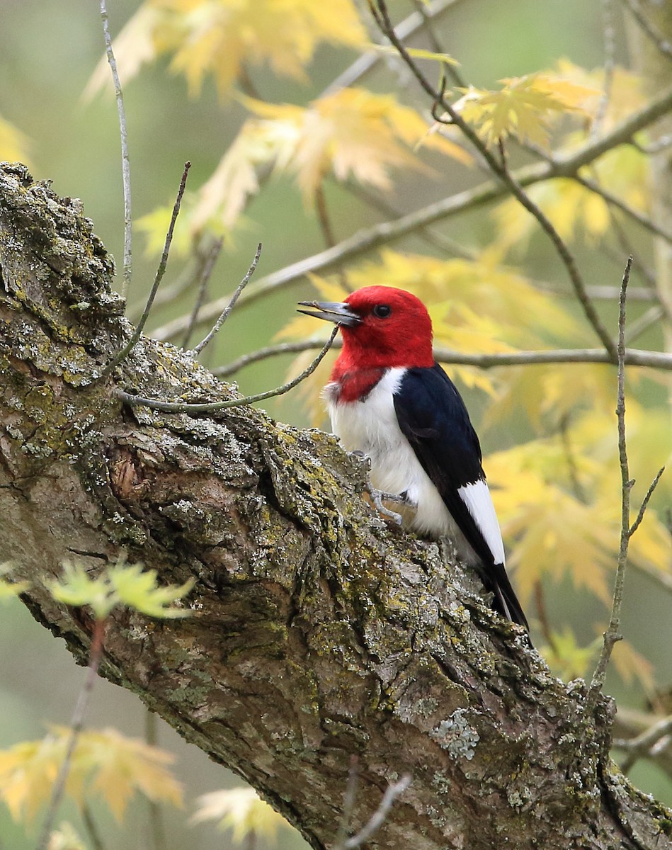 Red-headed Woodpecker - ML619197296