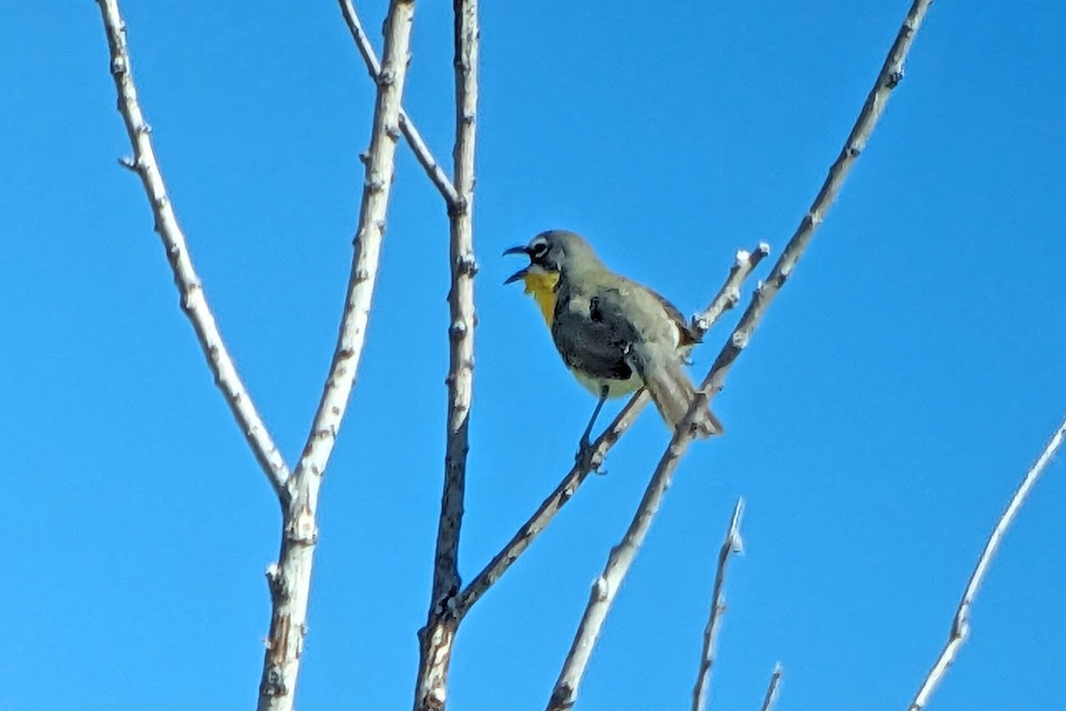 Yellow-breasted Chat - ML619197312