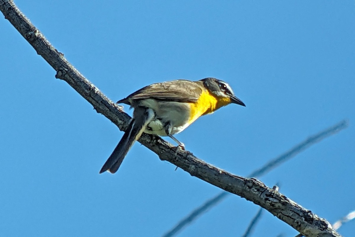 Yellow-breasted Chat - ML619197314