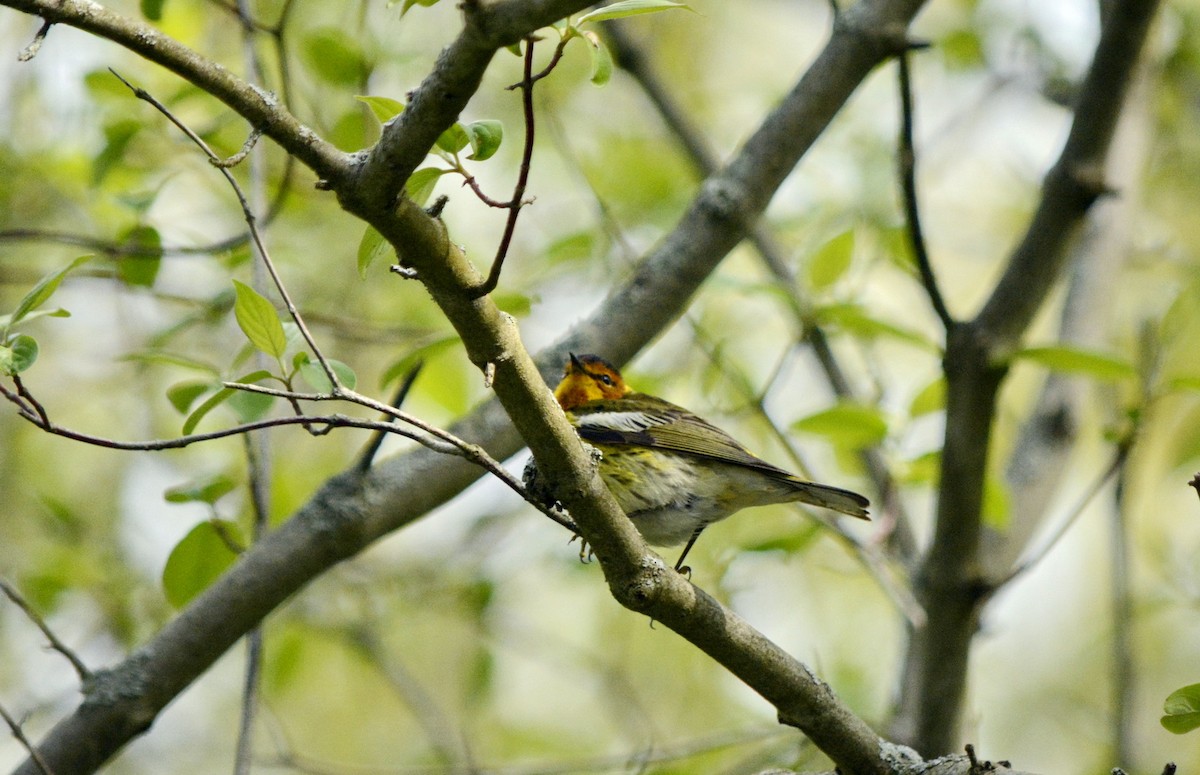Cape May Warbler - ML619197327