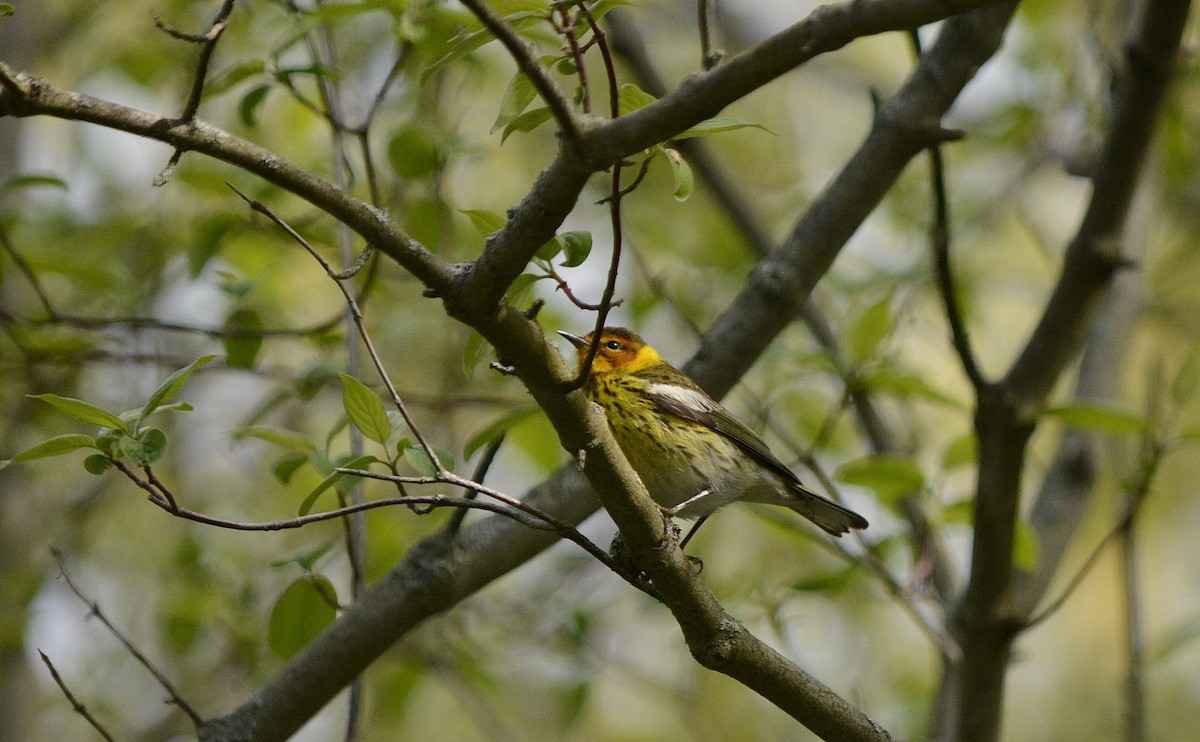 Cape May Warbler - ML619197333