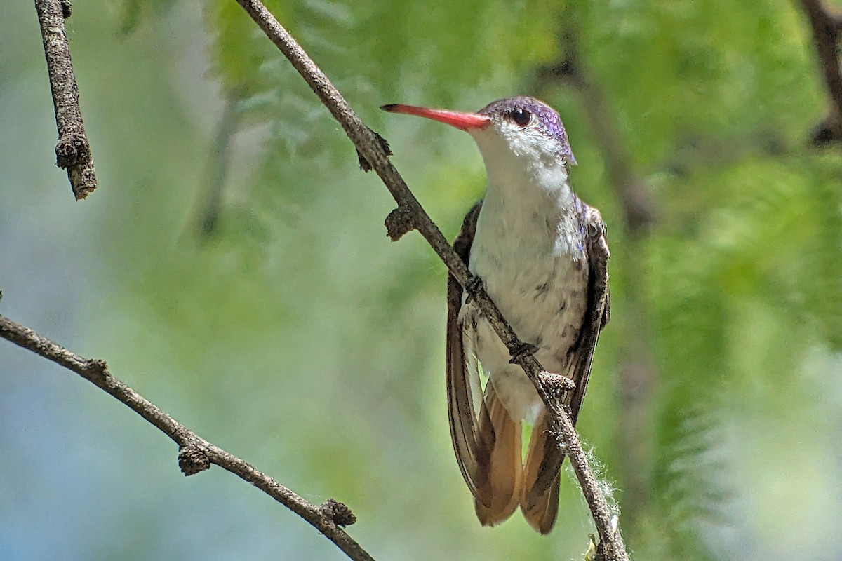 kolibřík fialovokorunkatý - ML619197334