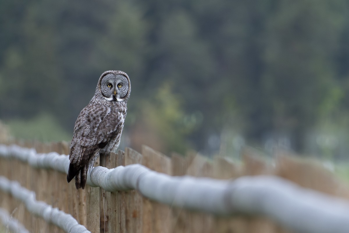 Great Gray Owl - ML619197344