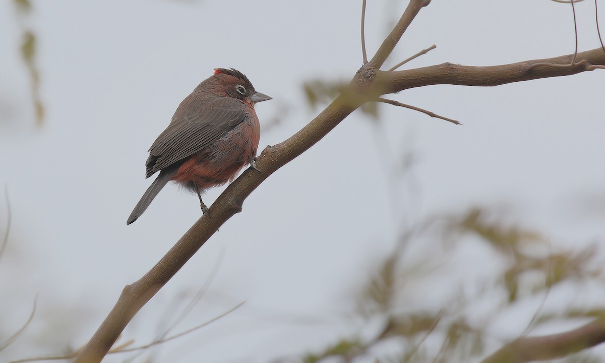 Red-crested Finch - ML619197361