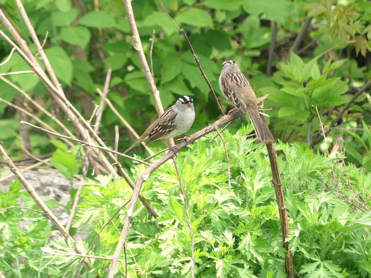 White-crowned Sparrow - ML619197446
