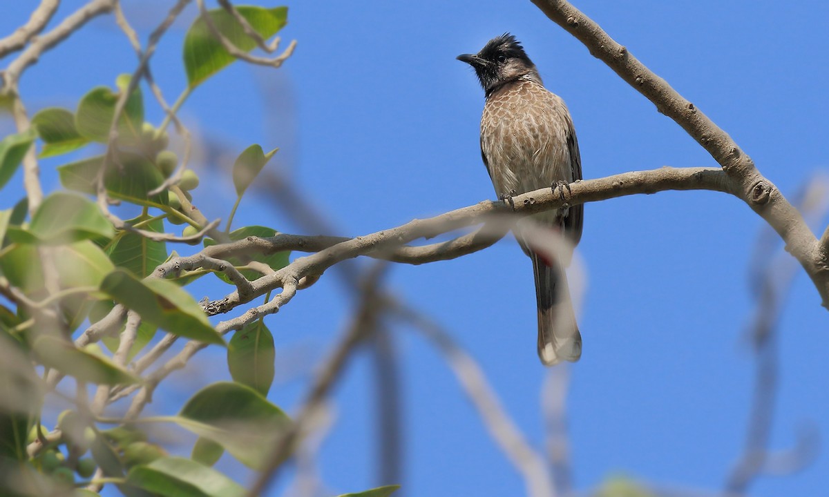 Red-vented Bulbul - ML619197480