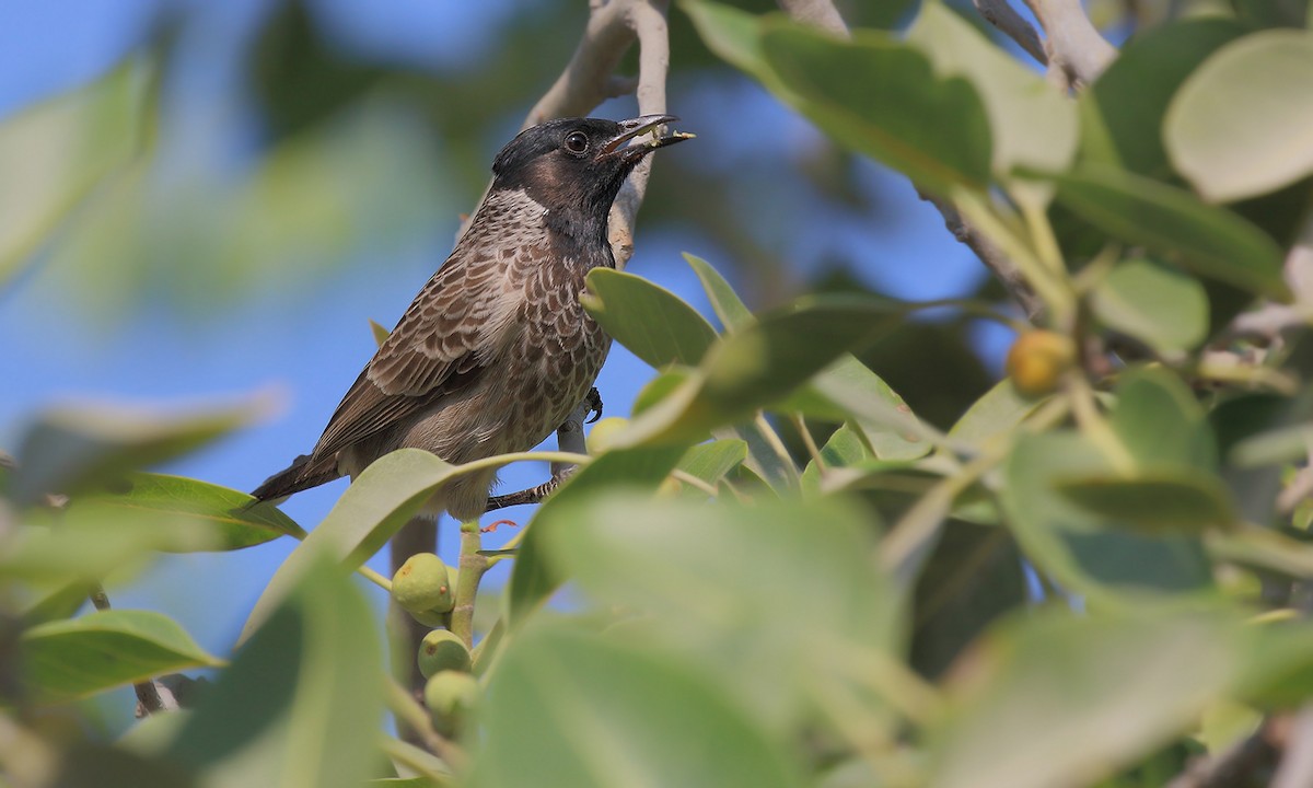 Red-vented Bulbul - ML619197481