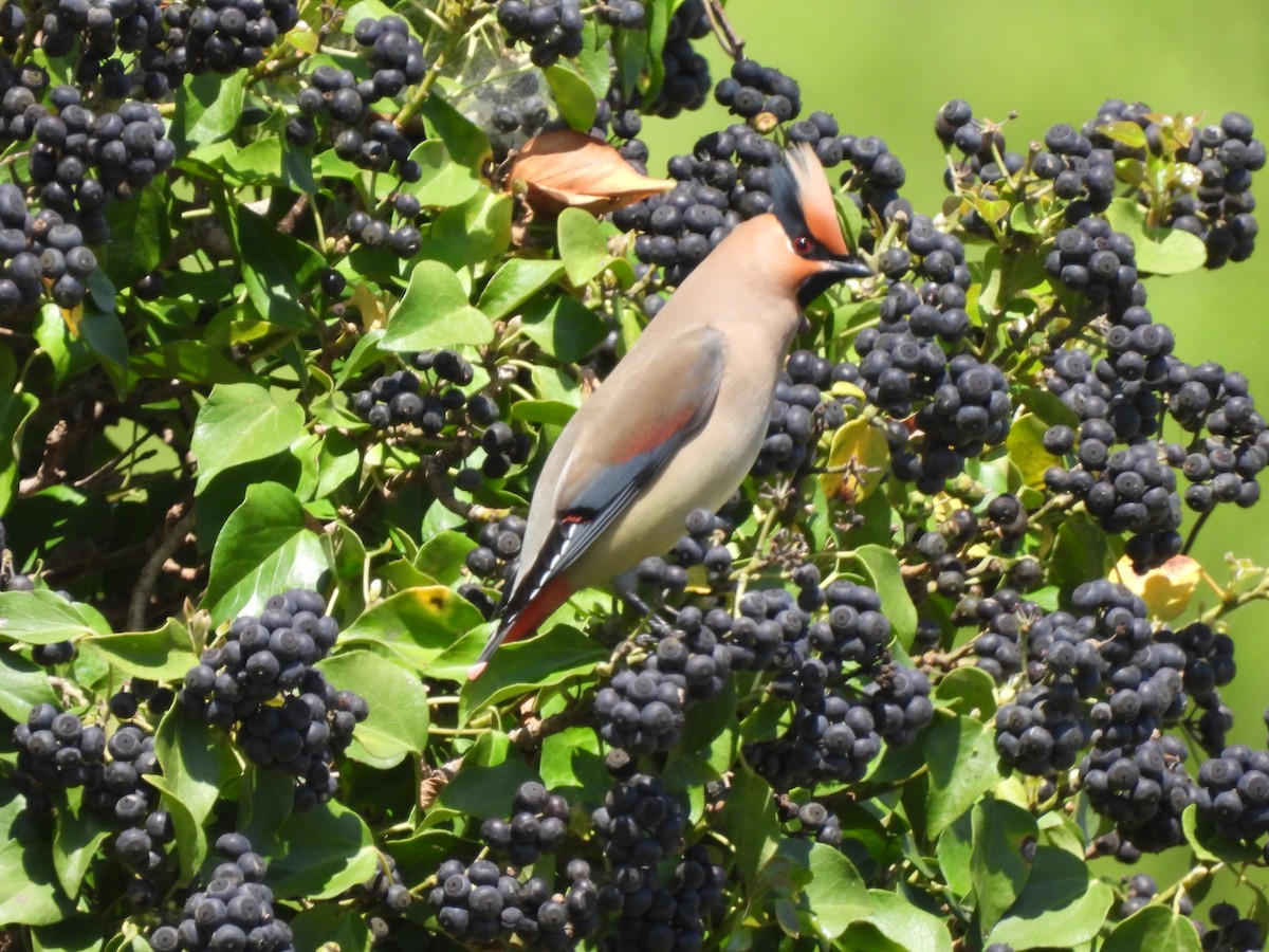 Japanese Waxwing - ML619197544