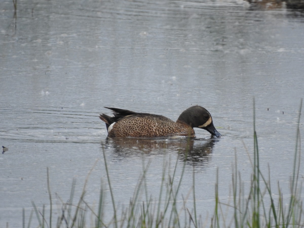 Blue-winged Teal - ML619197545