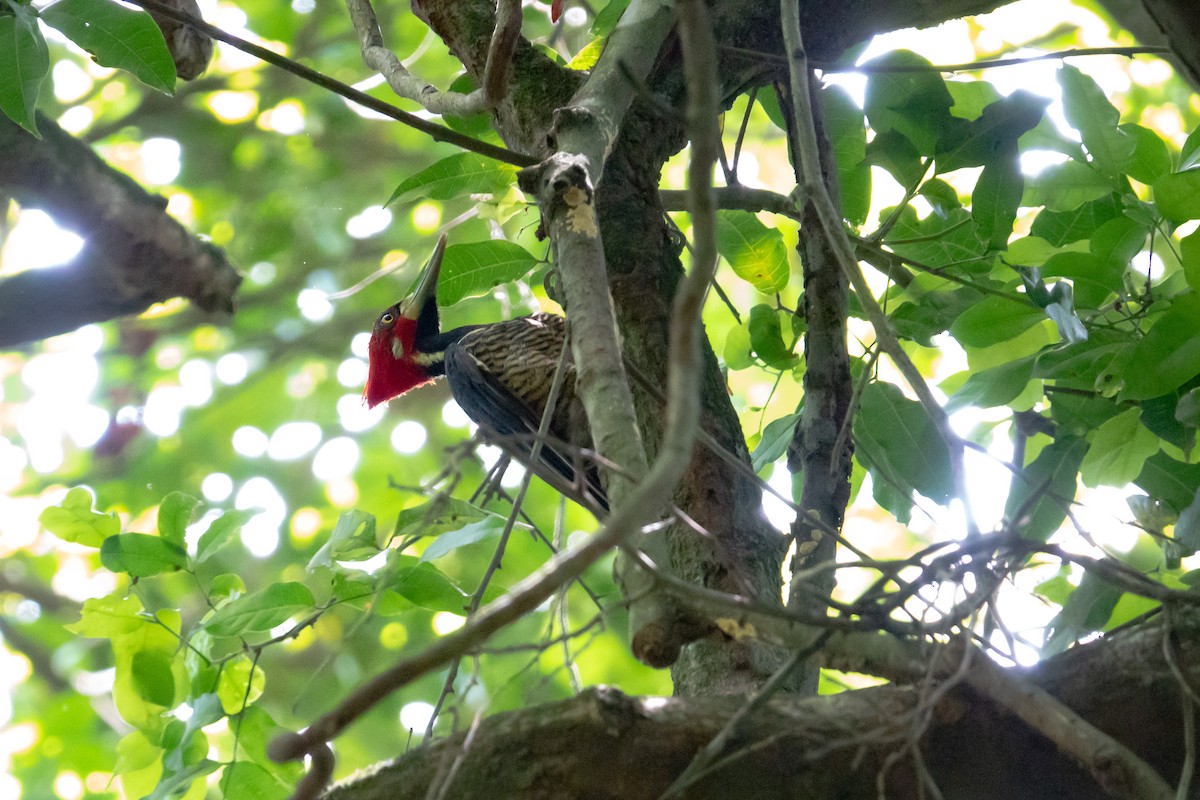 Crimson-crested Woodpecker - ML619197562