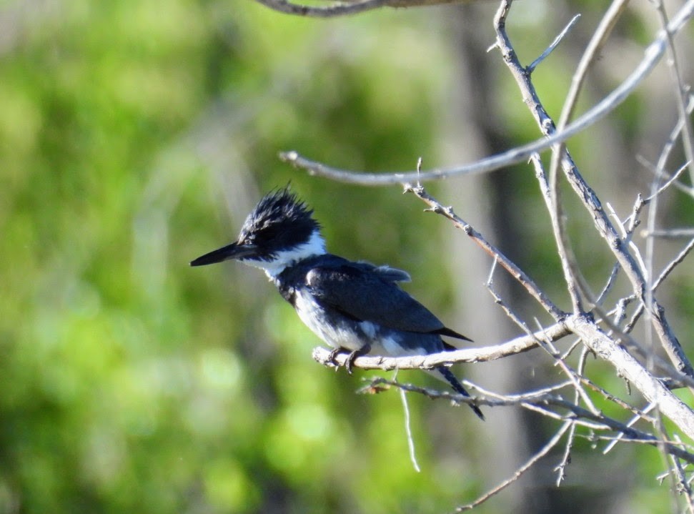 Belted Kingfisher - ML619197608