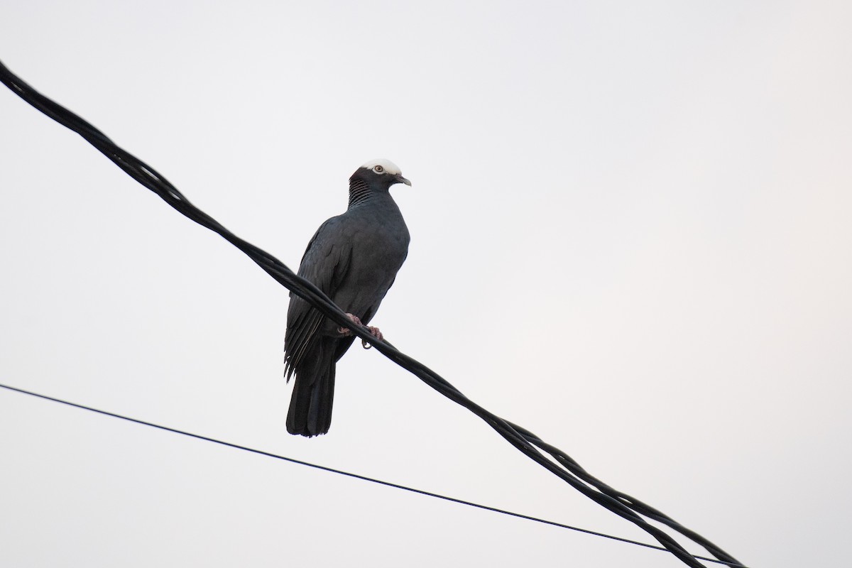 Pigeon à couronne blanche - ML619197624