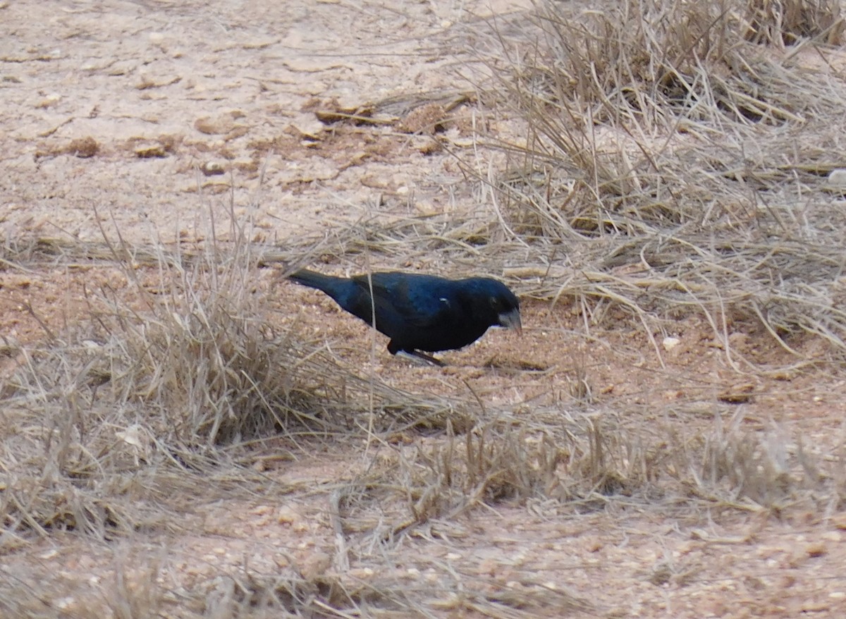 Blue-black Grassquit - ML619197634