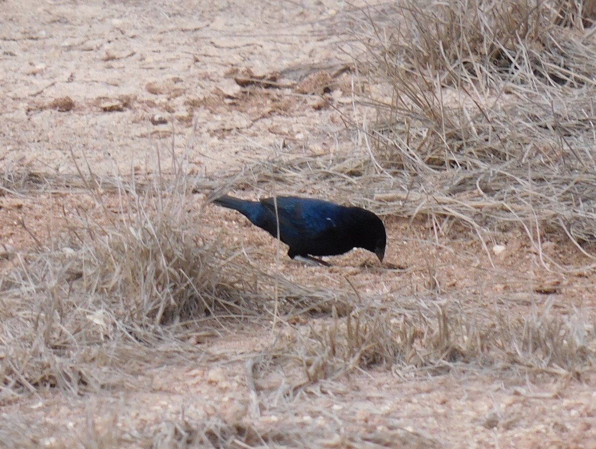 Blue-black Grassquit - ML619197635