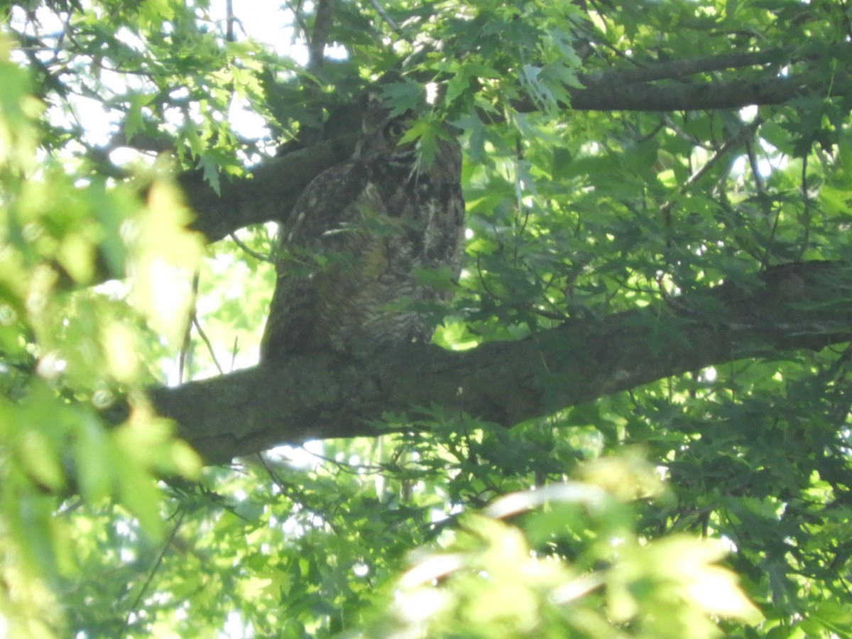 Great Horned Owl - ML619197727
