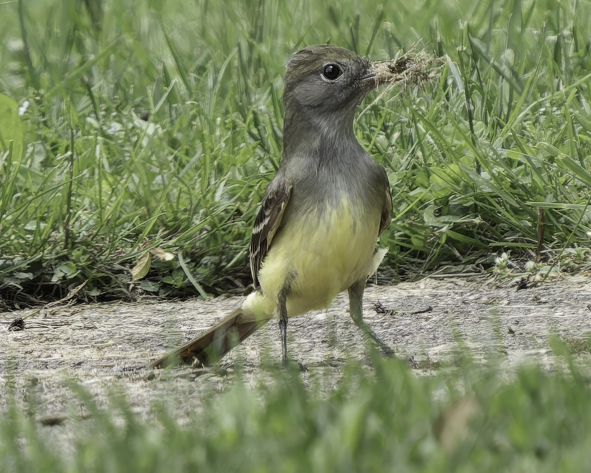 Great Crested Flycatcher - ML619197728