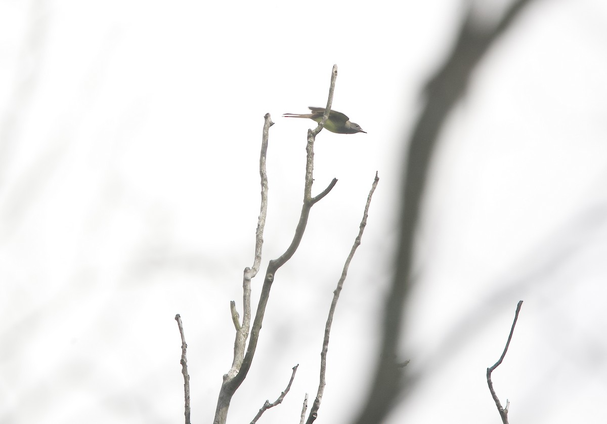 Great Crested Flycatcher - ML619197806
