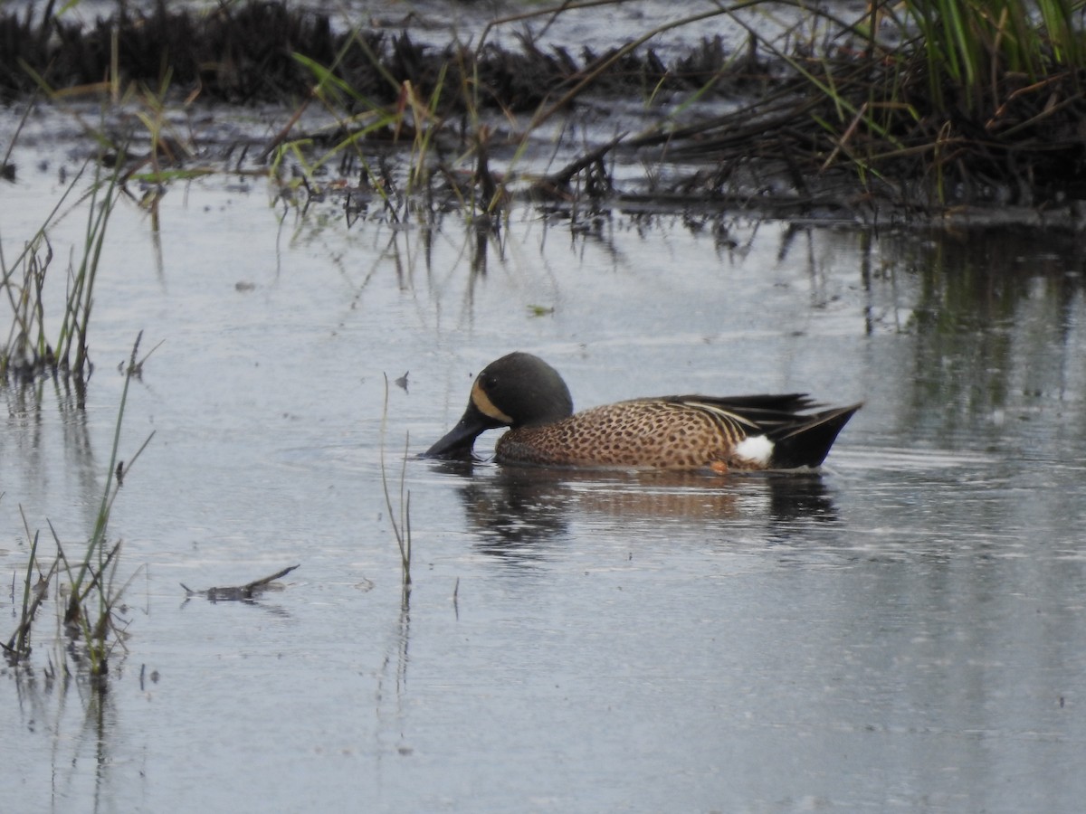Blue-winged Teal - ML619197820