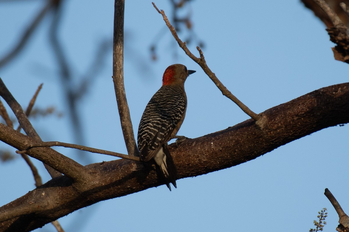 Yucatan Woodpecker - ML619197838