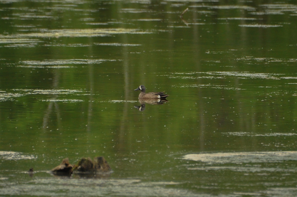 Blue-winged Teal - ML619197850