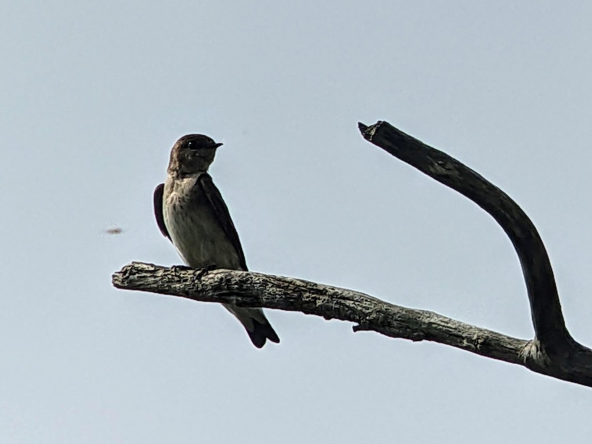 Northern Rough-winged Swallow - ML619197862