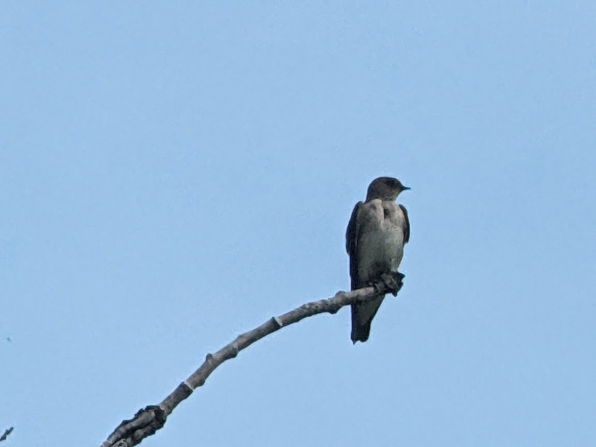 Northern Rough-winged Swallow - ML619197865