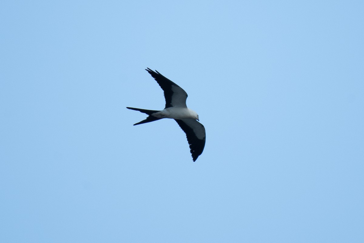 Swallow-tailed Kite - ML619197876