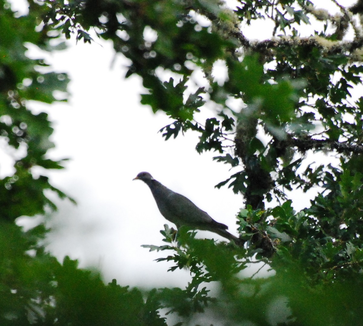 Band-tailed Pigeon - ML619197884
