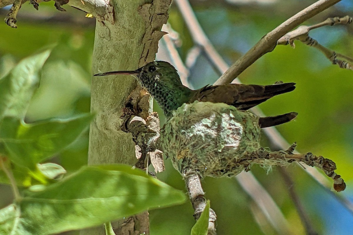kolibřík mexický - ML619197899