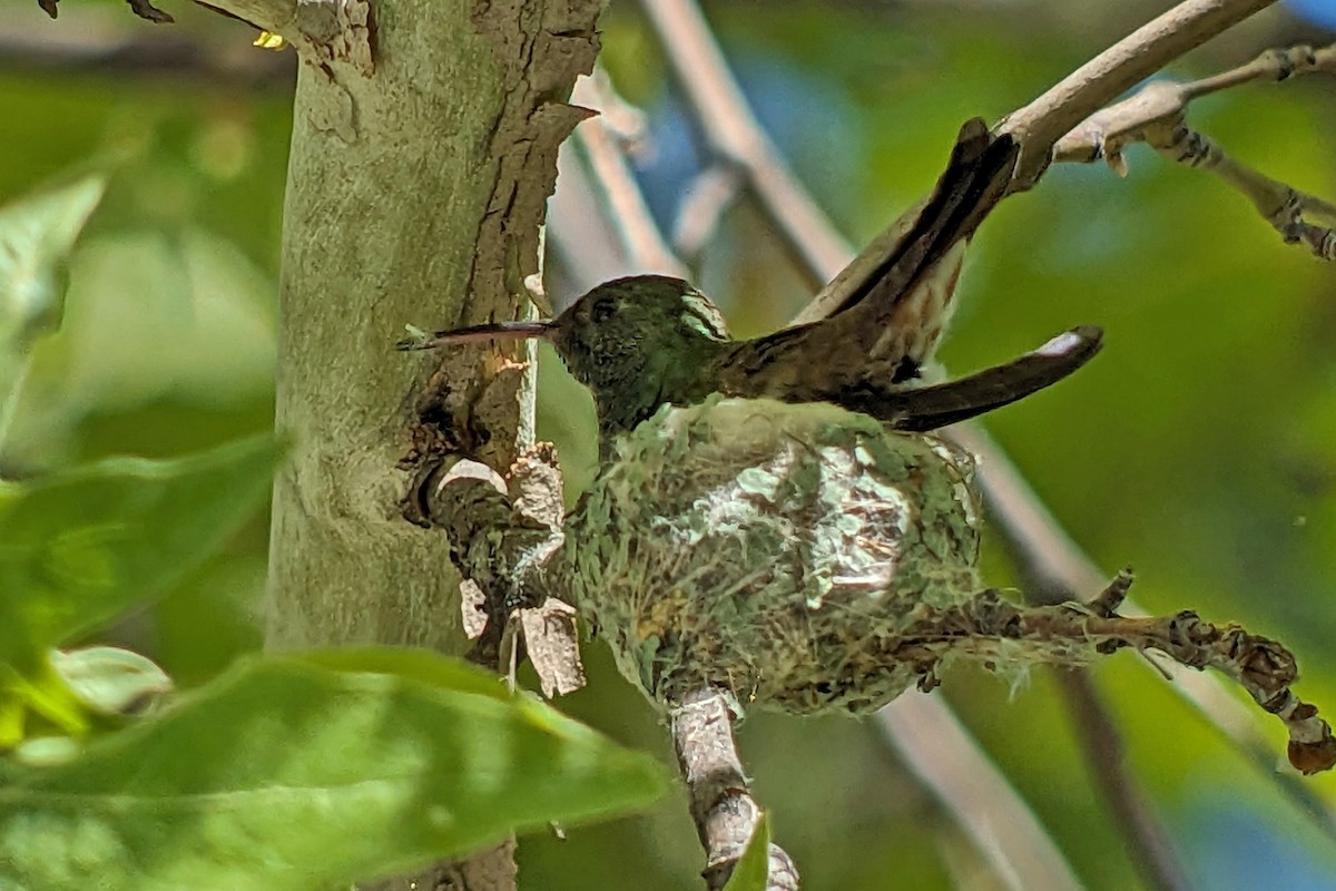 kolibřík mexický - ML619197900