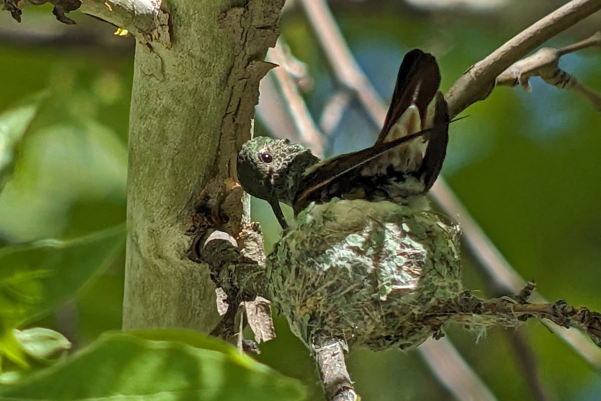 Berylline Hummingbird - ML619197901