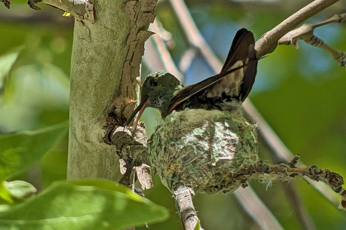 kolibřík mexický - ML619197902