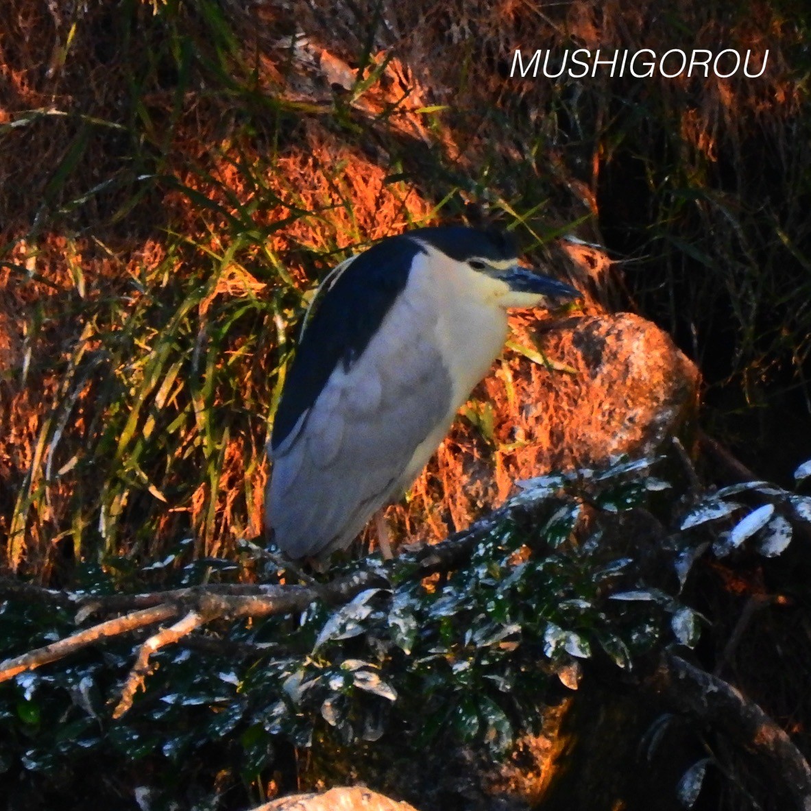 Black-crowned Night Heron - ML619197907