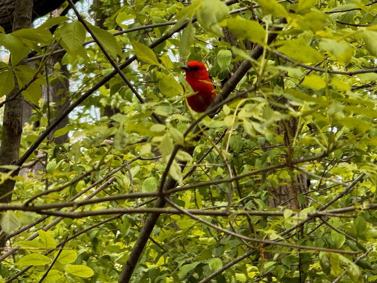 Scarlet Tanager - ML619197911