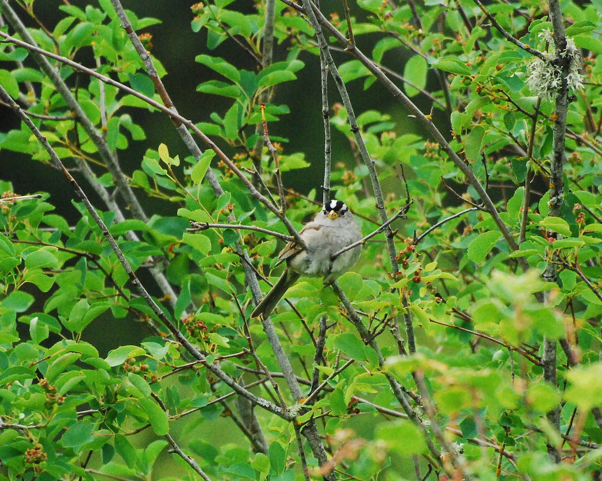 White-crowned Sparrow - ML619197922