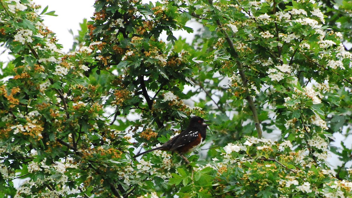 Spotted Towhee - ML619197933