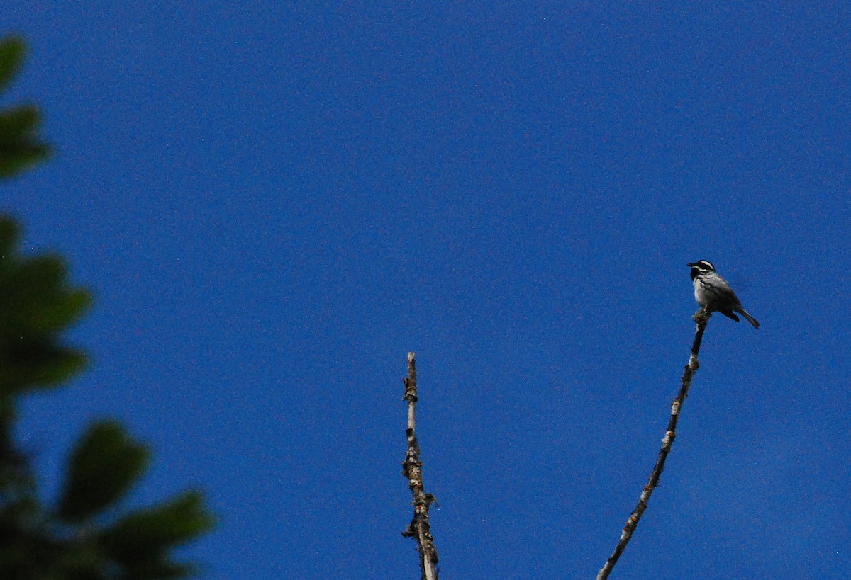 Black-throated Gray Warbler - ML619197952