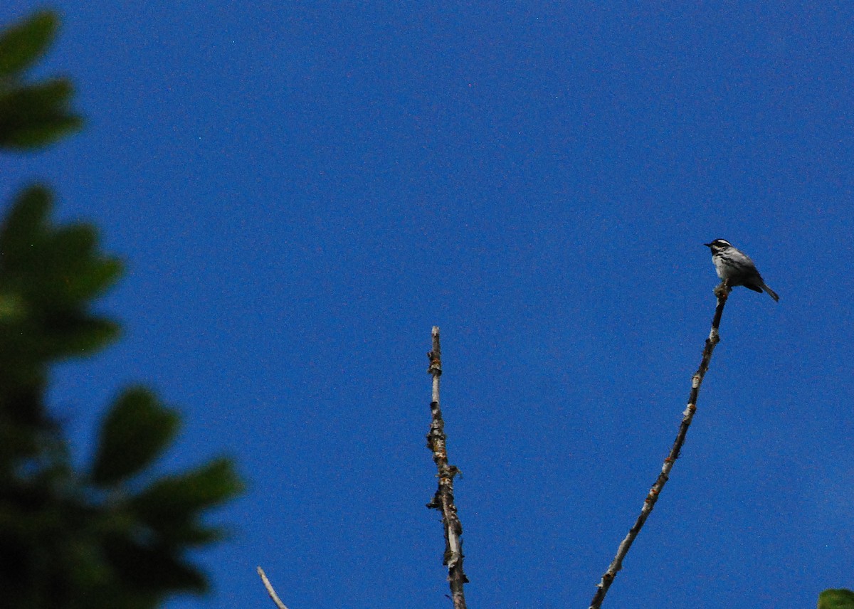 Black-throated Gray Warbler - ML619197953